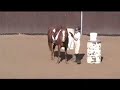 Shelby  Shiloh's  4H Trail Competition