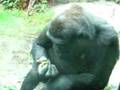 Monkey eating poo at zoo