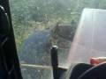 videos de sugar beet harvesting