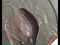 Pêche d'une raie pastenague 14kg