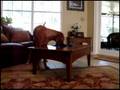 videos de Dog Trick - Ridgeback Dusts Table