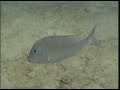 Shark Dive