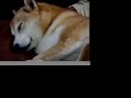 Shiba-inu \"Momo-chan\" Sleeping Shiba-inu \"Momo-chan\" Sleeping