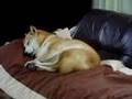 Shiba-inu Momo-chan Sleeping
