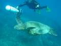 videos de 10-30-08 Torpedo diving St Anthony Wreck