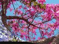 Scenery Of Cupertino, Littletree\