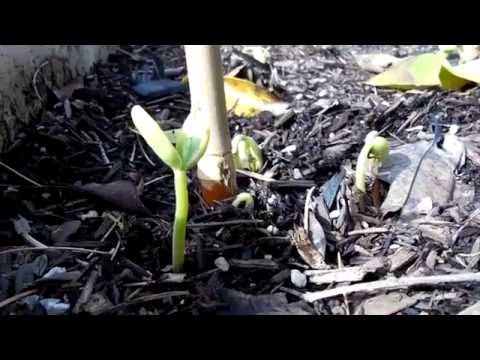 how to harvest kentucky wonder beans