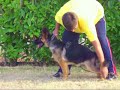 Cucciolo di Pastore Tedesco Sirio(4 mesi, seconda parte)