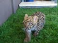 7 week old leopard cub
