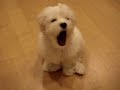 Our Lovable Maltese, Sadie Our Lovable Maltese, Sadie