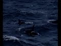 Whale-Love Wagon - Killer-Whales / ??? Whale-Love Wagon - Killer-Whales / ???