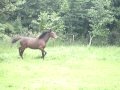 videos de Idana Van De Windmolen, Yellow & Havan