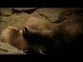 All weasels party