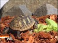 testudo-hermanni-una-tartaruga-peperina.html