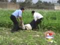 videos de Jardinero Ancashino - Chica Chullinista