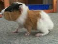 Babys erster Auslauf
