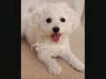 Bichón Frisé video