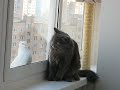 Кошка и голубь
