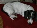 Miniature Dachshund Piebald Puppies