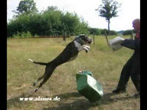 Dogo Canario