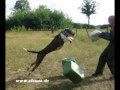 Presa Canario / Dogo Canario spanische Dogge Working Protection IPO Schutzhund Training
