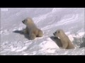 Mother polar bear and cubs emerging from den - Planet Earth - BBC