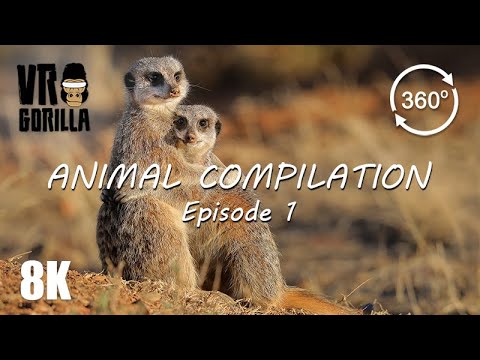 Animal Compilation in VR - Episode 1 - 8K 360 Video - YouTube