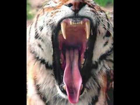 TIGERS IN ASIA ^