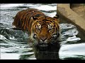 Tigers Tigers