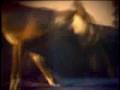 Basenji video