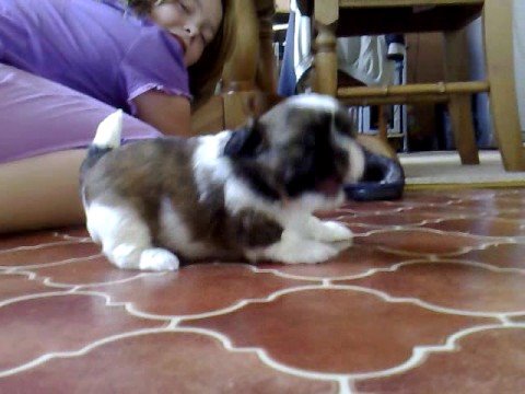 how to care for a 5 wk old puppy