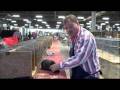 1 ARBA Silver Judging