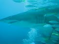 Gray Nurse shark - Byron Bay, Australia