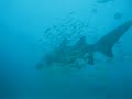 Gray Nurse shark - Byron Bay, Australia