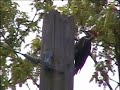 Drumming Pileated Woodpecker