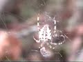 lacy j dalton last wild place video mike borton madmiketv