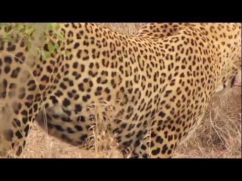 male leopard
