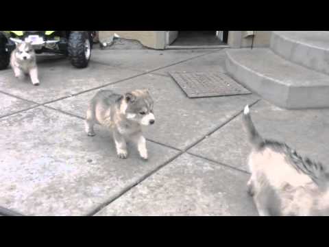teddy bear and his brother and sister