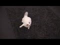 Dioline et Dolcia, tu ne m'auras pas !