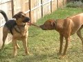 Click here to watch this video Frank and Bruno