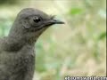 Mimic Bird