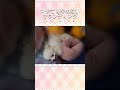 コケてもマウンティングをやめない強すぎる意思をもつポメラニアンの子犬vsやめさせたい親心。 #shorts #ポメラニアン #犬のいる暮らし #dogshorts