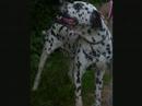 xhekidog.html