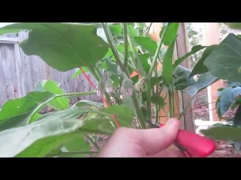 how to fertilize eggplant