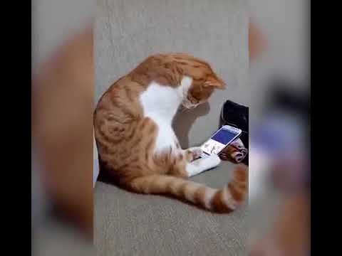 Cat Seeing Her's Recently Deceased Owner On A Video