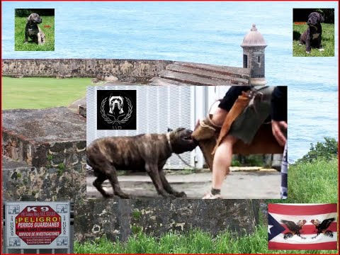 perro de presa canario