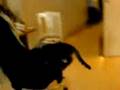 videos de Kisse