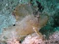 The Leaf Scorpion Fish sea rider dive center
