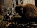 Bunniesss