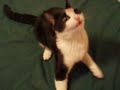 Tuna the Cat Attacks